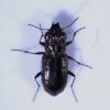 Notiophilus quadripunctatus